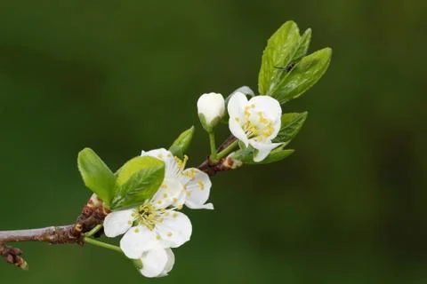 Blooming of an old plumtree Stock-Fotos