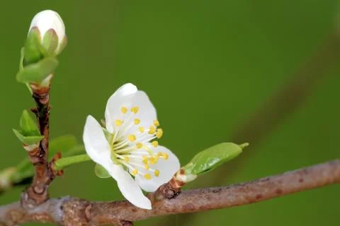 Blooming of an old plumtree Stock Photos