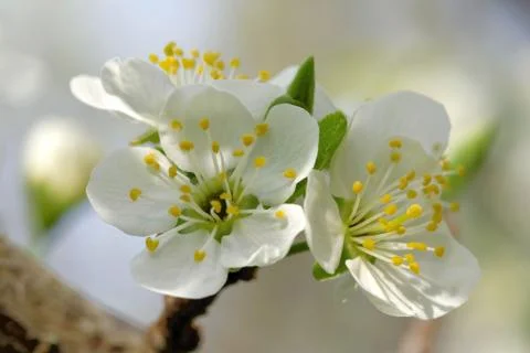 Blooming of an old plumtree Stock Photos