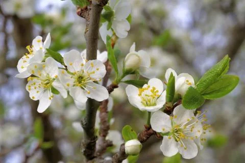 Blooming of an old plumtree Stock Photos