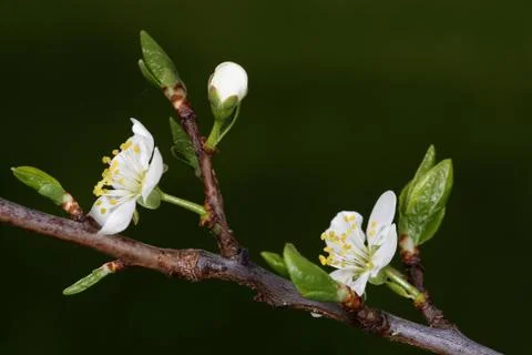 Blooming of an old plumtree Stock Photos