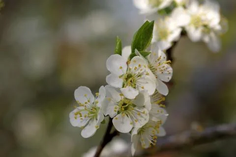 Blooming of an old plumtree Stock Photos
