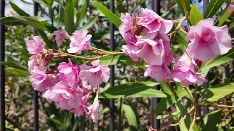 Blooming Oleander Flowers Close Up Slow Motion Stockbeeldmateriaal 341759471