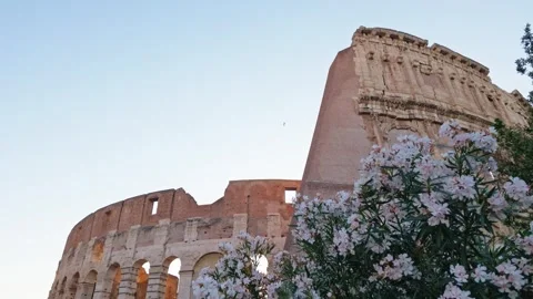 Blooming Oleander Flowers Framing the Ancient Colosseum in Rome Stock-Footage 339862211