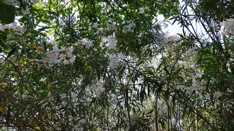 Blooming oleander with white flowers Stock Footage 202214598