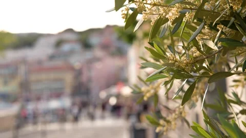 Blooming Olive Tree Branch with Blurred Mediterranean Stock Footage 337996948