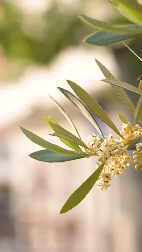 Blooming Olive Tree Branch with Green Leaves in Mediterranean Sunlight Stock Footage 337757490