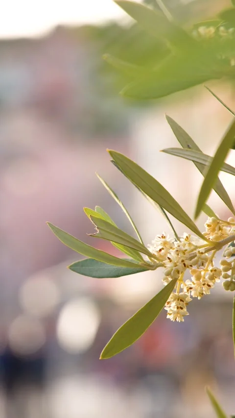 Blooming Olive Tree Branch with Green Leaves in Mediterranean Sunlight Stock Footage 338054831