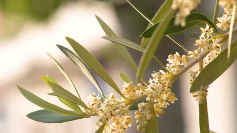 Blooming Olive Tree Branch with Small White Flowers in Sunlight Stock Footage 337917877