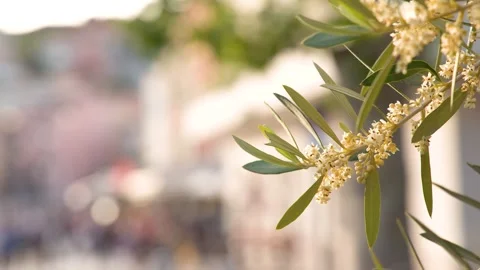 Blooming Olive Tree Branch Swaying in Mediterranean Sunlight Stock Footage 337997077
