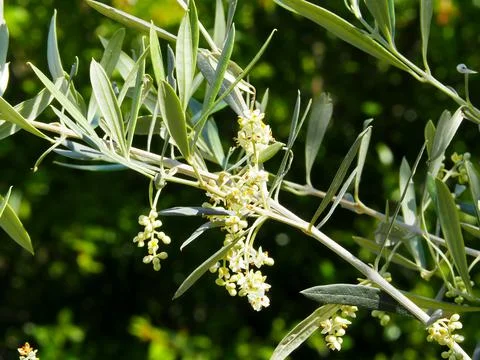 Blooming olive tree Foto stock