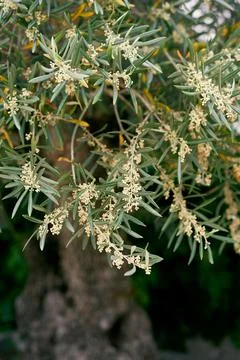 Blooming olive tree in spring. Close-up 스톡 사진