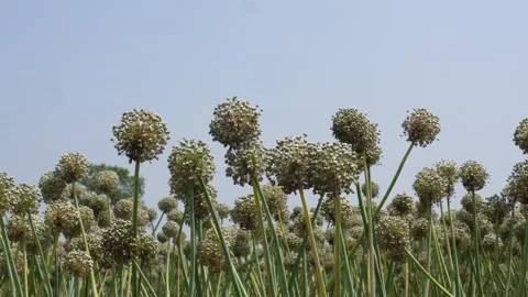 Blooming onion flowers Stock Footage 333992801