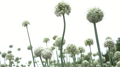 Blooming onion Видео 11365582