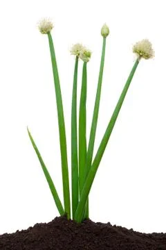Blooming onion Stock Photos