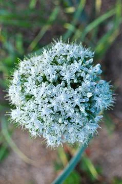 Blooming onion. Fotos Stock