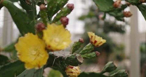 Blooming Opuntia Background. Stock Footage 112130968