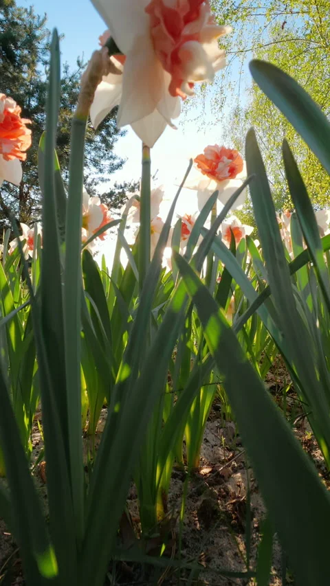 Blooming Orange And White Daffodil Flowers In Spring Garden Stock Footage 334861914