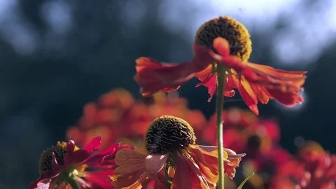 Blooming orange asters in the sunlight close-up 스톡 동영상 98296512