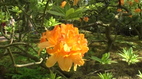 Blooming orange Azalea in the Netherlands. Stock Footage 50096512