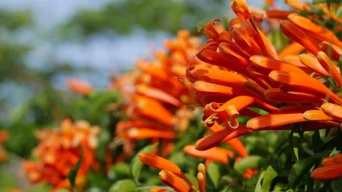 Blooming Orange Blossoms Stock Photos