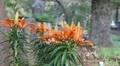 Blooming orange flowers (fire lilies) waving in the wind in a cemetery HD Footage