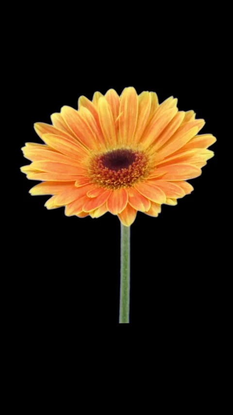 Blooming orange gerbera with ALPHA channel, vertical orientation Stock Footage 303625253