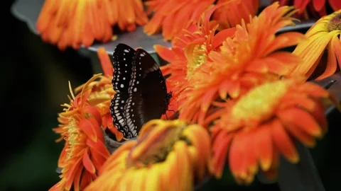 Blooming Orange Gerbera Daisy Flowers With Perching Blue Moon Butterfly. Stock Footage 218296445