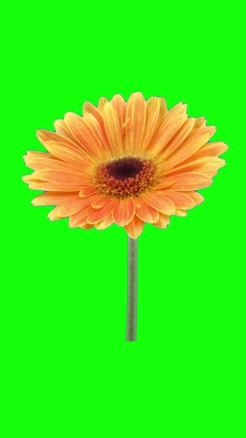 Blooming orange gerbera, vertical orientation Stock Footage 302543801