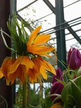 Blooming orange hazel grouse in the spring garden Stock Photos
