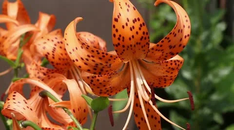 Blooming orange lily Stock Footage 11524798