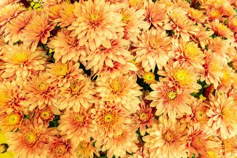 Blooming orange Mums Stock Photos