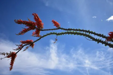 Blooming Orange Ocotillo Stock Photos