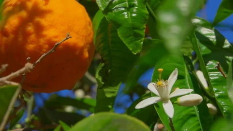 Blooming Orange Tree Stock Footage 88860897