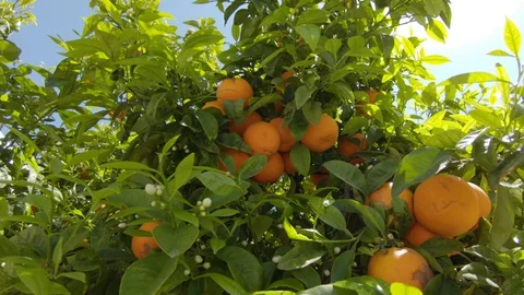 Blooming orange tree. Ripe oranges on branches Stock-Footage 128878625