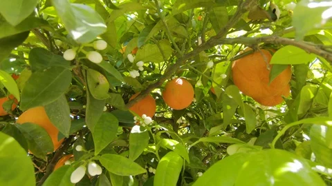 Blooming orange tree. Ripe oranges on branches Stock Footage 128878779
