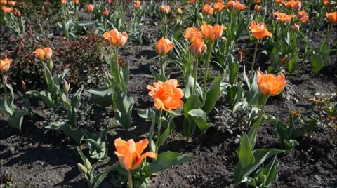 Blooming orange tulip 库存影片 47667482