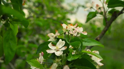 Blooming orchard. Apple Trees Видео 62801350