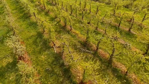 Blooming orchard ,early spring Stock Footage 74505037