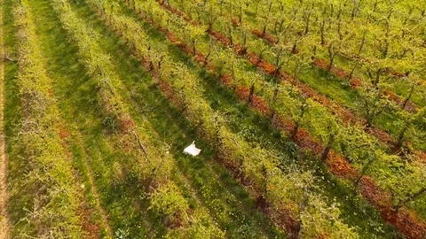 Blooming orchard ,early spring Stock Footage 74506556