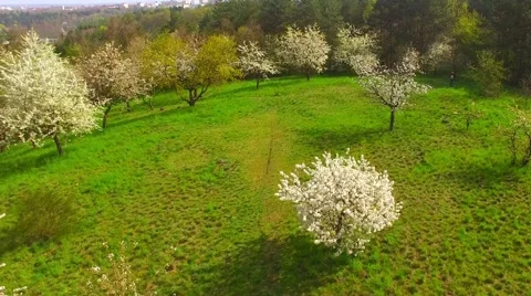 Blooming orchard. Stock Footage 62774387