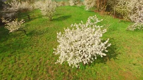 Blooming orchard. Stockbeeldmateriaal 62774923