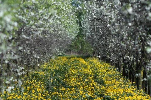 Blooming orchard Stock Photos