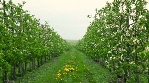 Blooming orchard in the rain Video stock 62800633