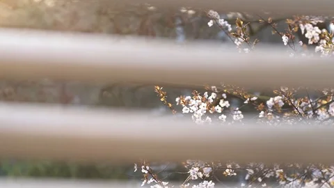 Blooming orchard in spring view from the window. Stock Footage 122403640