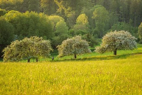 Blooming Orchard in Springtime Stock Photos