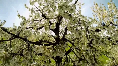 Blooming Orchard Tree Spring Meadow. Stock Footage 306652909