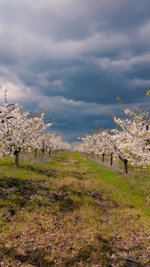 Blooming Orchard Under Stormy Sky in A rural with rows of trees Stock-Footage 344334137