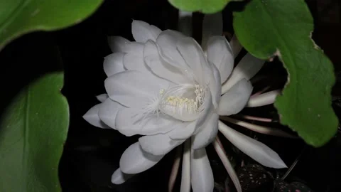 Blooming Orchid Cactus in the wind - Queen of the Night 4K 30FPS Stock Footage 232901893