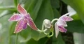 Blooming orchid flower Phalaenopsis Lueddemamiana in botanical garden Brunswick 4k or 4k+ Resolution